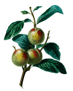 Prune De Reine Claude Vintage Fruit Illustration
