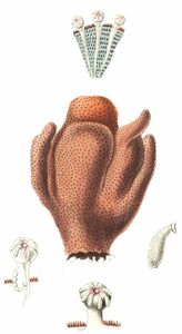 Purple Alcyonium Vintage Illustration