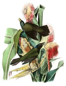 Purple Crow Blackbird Vintage Illustrations