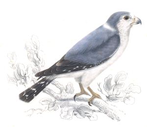 Pygmy Falcon Falco Semitorquatus Copy