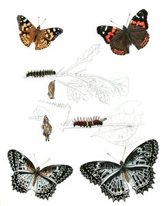 Pyrameis Cardui Pyrameis Indica Cethosia Nietneri with Caterpillar and Pupa