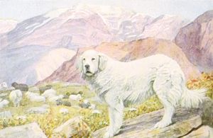 Pyrenean Sheep Dog Vintage Illustrations