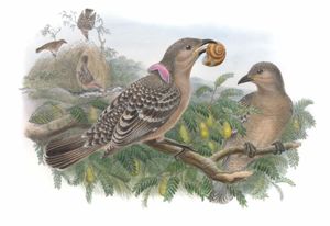 Queensland Lilac Naped Bower Bird Chlamydodera Orientalis Vintage Illustration
