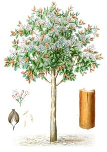 Quinquina Jaune