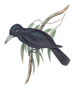 Quoys Crow Shrike Bird Vintage Illustrations