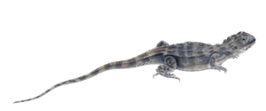 Rankinia Diemensis Agama Caelaticeps Vintage Illustration