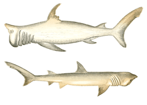 Rashleigh Shark and Broad Headed Gazer Shark Vintage Illustration
