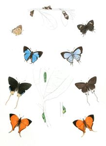 Rathinda Amor Tajuria Louginus Bindabara Phocides Loxura Arcuata