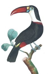 Red Beaked Toucan Vintage Illustration