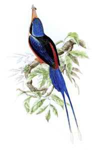 Red Breasted Kingfisher Bird Vintage Illustration