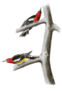 Red Breasted Woodpecker Bird Vintage Illustrations