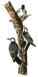 Red Coockaded Woodpecker Bird Vintage Illustrations