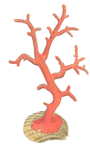 Red Coral Vintage Coral Illustration