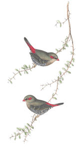 Red Eared Finch Bird Vintage Illustrations