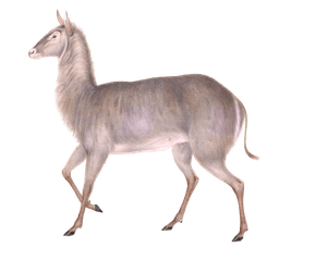 Red Forest Duiker Cephalophus Natalensis Vintage Illustration