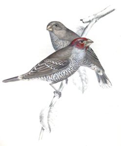 Red Headed Finch Amadina Erythrocephala Copy