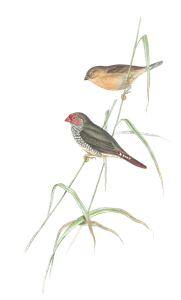 Red Tailed Finch Bird Vintage Illustrations