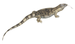 Rock Monitor Varanus Albogularis Vintage Illustration