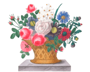 Rose a Cent Feuilles Vintage Flower Illustration
