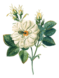 Rose Blanche Vintage Flower Illustration