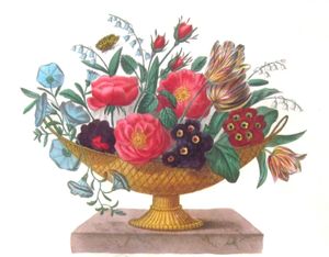 Rose De Provins Vintage Flower Illustration