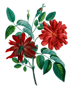 Rose Du Bengale Vintage Flower Illustration