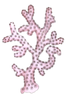 Rose Madrepore Vintage Coral Illustration