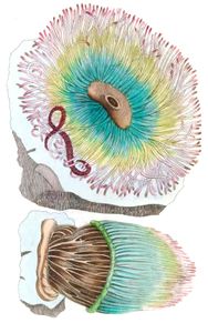 Rose Tipped Actinia Vintage Illustration