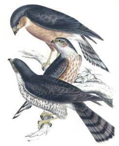 Rufous Chested Sparrowhawk Accipiter Rufiventris Copy