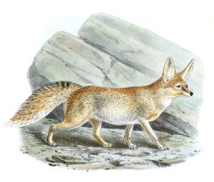 Ruppells Fennec Canis Famelicus Vintage Illustration