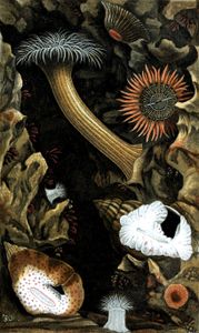 Sacartia Troglodytes Copy Vintage Sea Anemone Illustration
