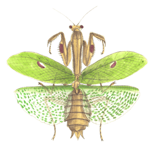 Sacred Mantis Vintage Insect Illustration