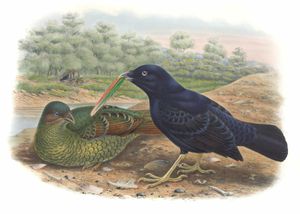 Satin Bower Bird Ptlonorhynchus Violaceus Vintage Illustration
