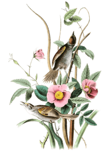 Sea Side Finch Bird Vintage Illustrations