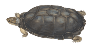 Serrated Hinged Terrapin Stenotherus Sinuatus Vintage Illustration