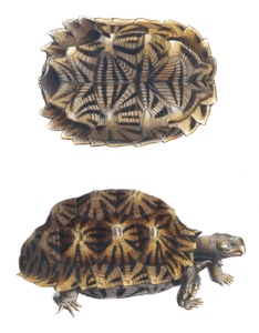 Serrated Tortoise Testudo Semiserrata Vintage Illustration