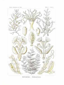 Sertulariae Vintage Sealife Illustration