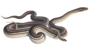 Seychelles House Snake Lycodon Geometricus Vintage Illustration