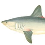 Shark Icon