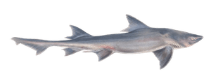 Sharptooth Houndshark Mustelus Megalopterus