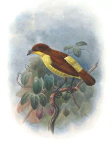 Shield Billed Bower Bird Loboparadisea Sericea Vintage Illustration
