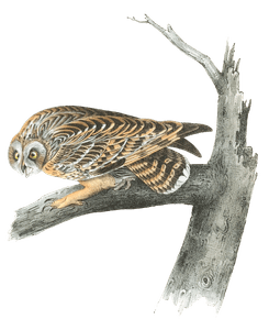 Short Eared Owl Bird Vintage Illustrations