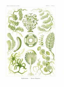 Siphoneae Ernst Haeckel Vintage Sea Creature Illustrations