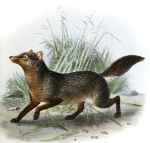Small Eard Dog Canis Microtis Vintage Illustration