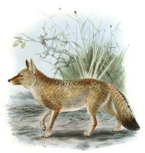 Small Toothed Dog Canis Parvidens Vintage Illustration