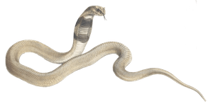 Snouted Cobra Naia Haje 1 Vintage Illustration