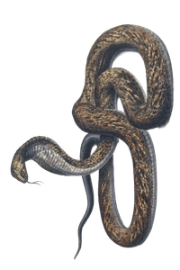 Snouted Cobra Naia Haje 2 Vintage Illustration