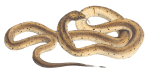 Snouted Cobra Naia Haje 4 Vintage Illustration
