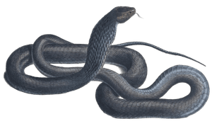 Snouted Cobra Naia Haje Variety Vintage Illustration
