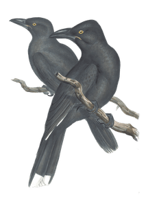 Sooty Crow Shrike Bird Vintage Illustrations